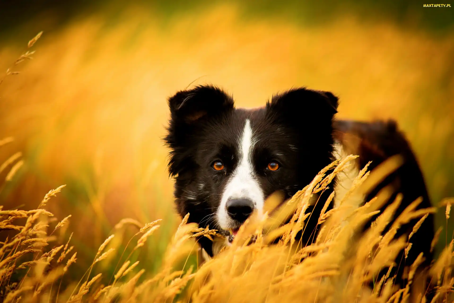 Border collie, Trawy, Zapatrzony