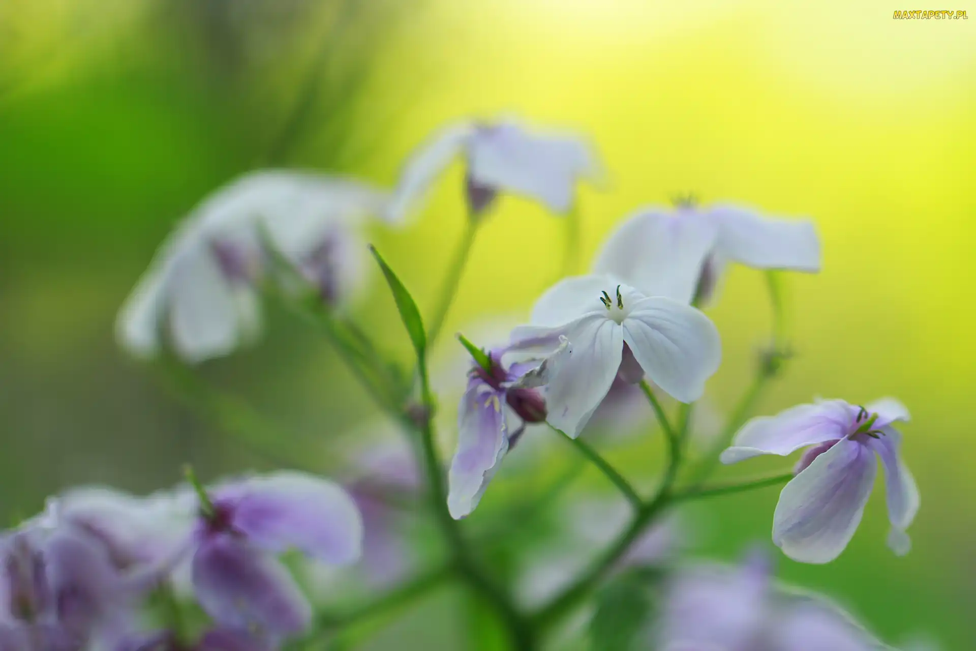 Liliowe, Kwiaty