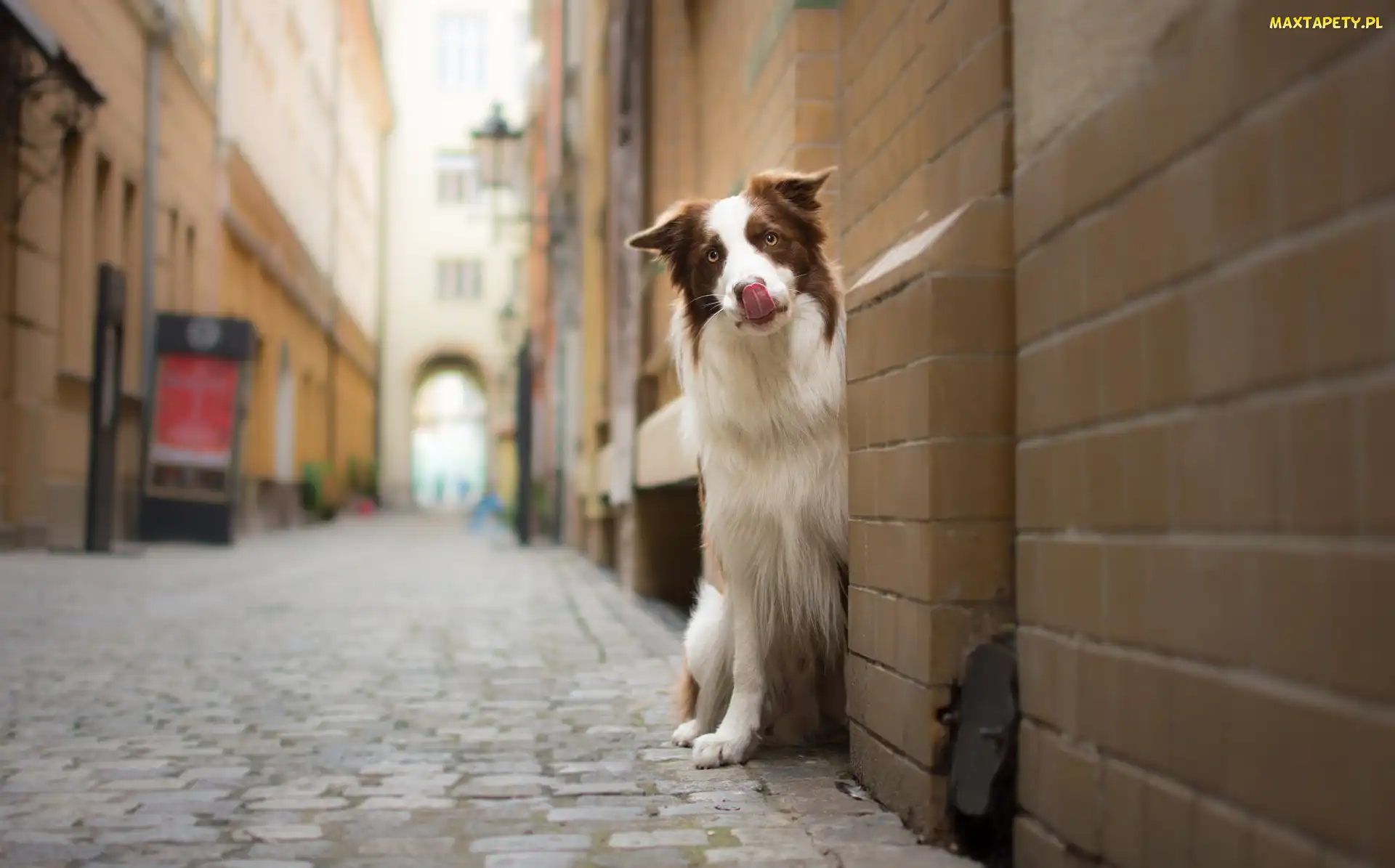 Uliczka, Kamienice, Pies, Border collie
