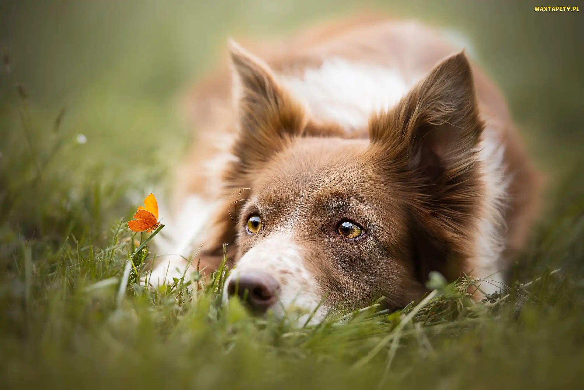 Motylek, Pomarańczowy, Border collie, Trawa