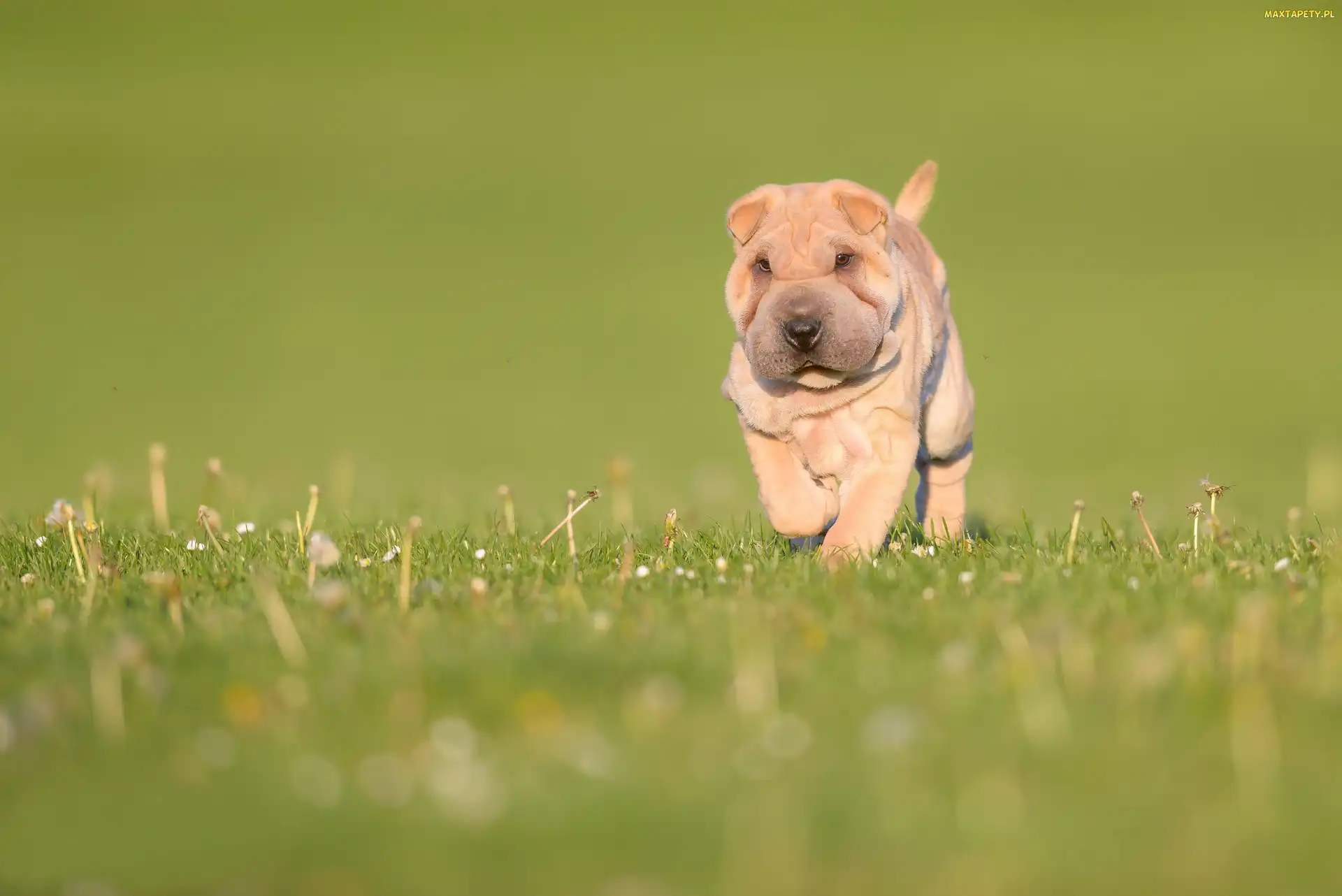 Szczeniak, Trawa, Łąka, Shar pei, Pies
