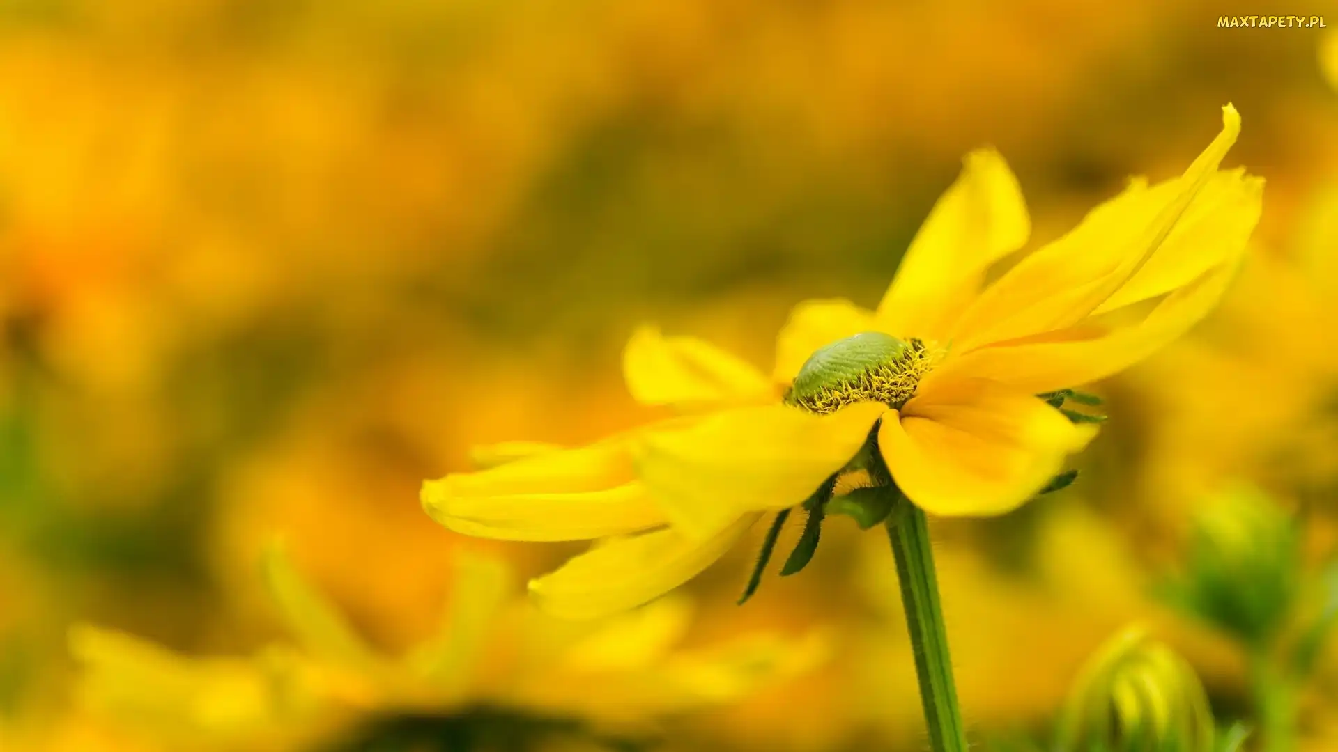 Rozmyte tło, Rudbekia, Żółty, Kwiat