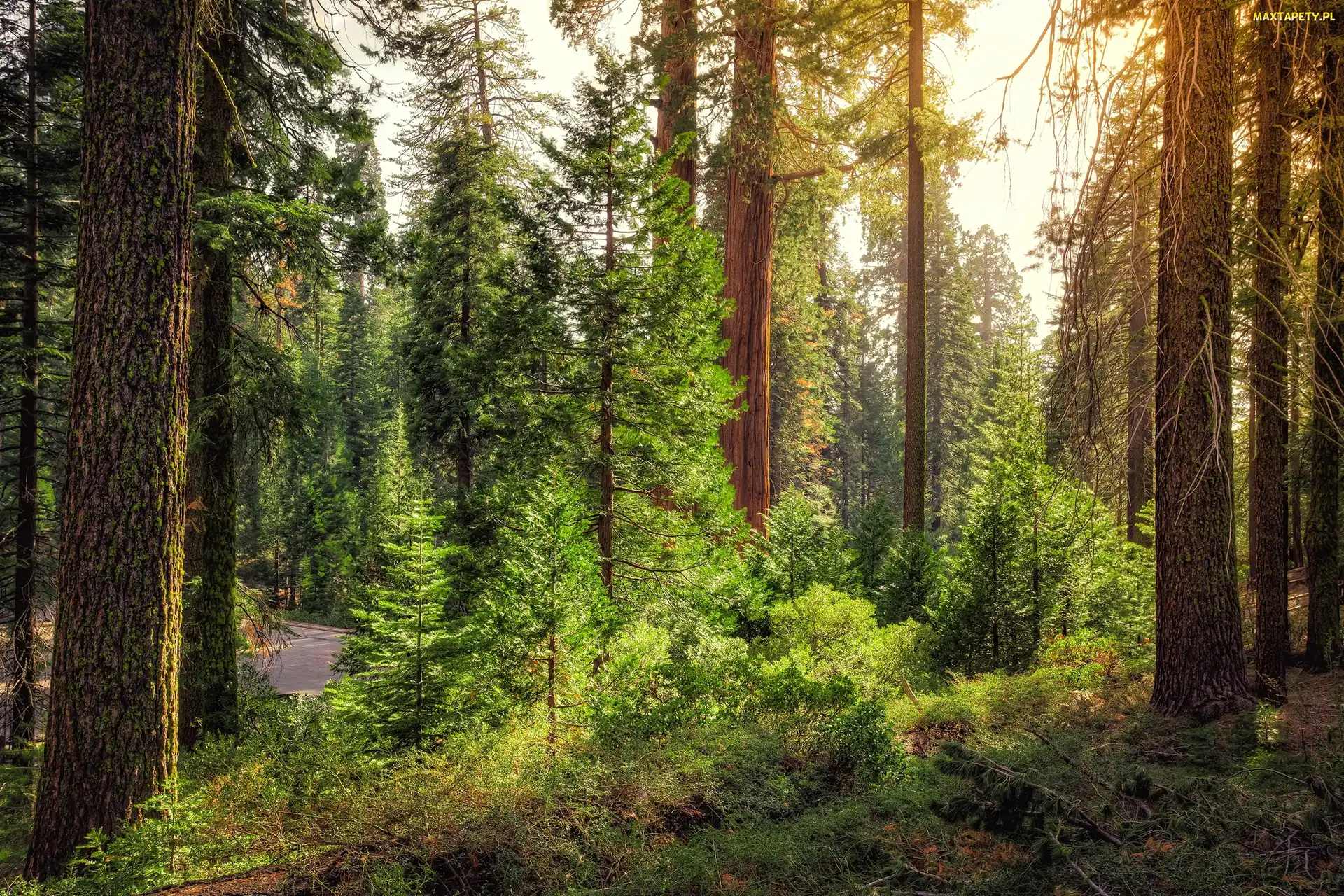 Stany Zjednoczone, Droga, Park Narodowy Kings Canyon, Las, Stan Kalifornia
