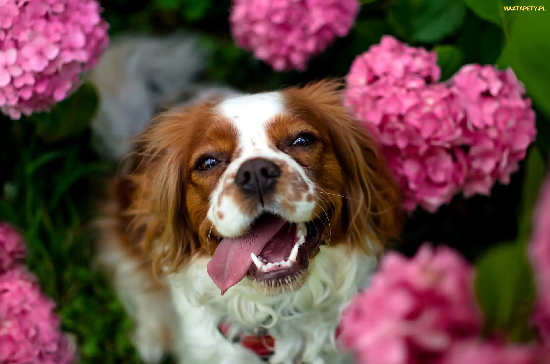 Różowe, Tło, Rozmyte, Hortensje, Springer spaniel walijski