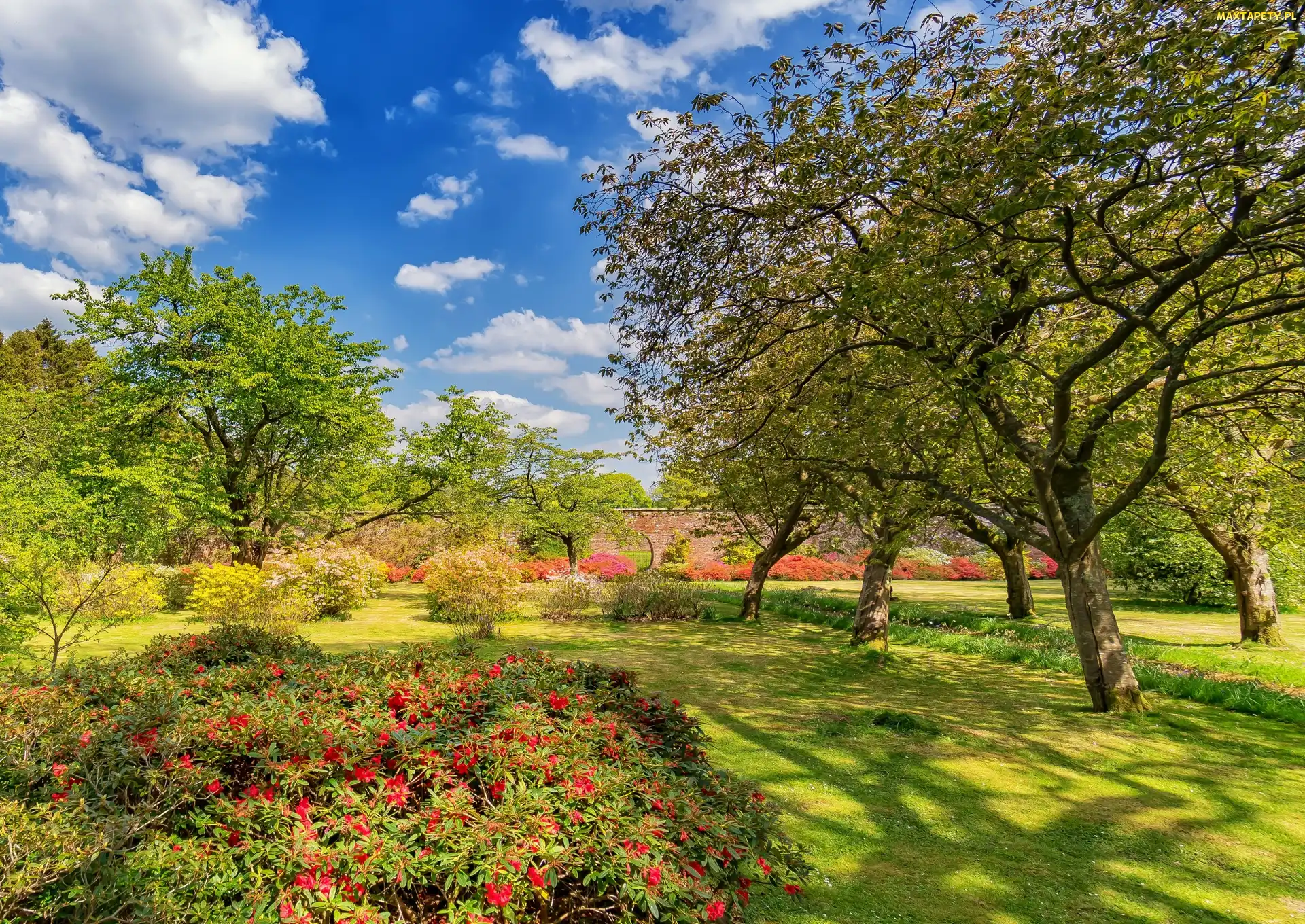 Kwiaty, Drzewa, Girvan, Szkocja, Ogród Bargany Gardens, Lato