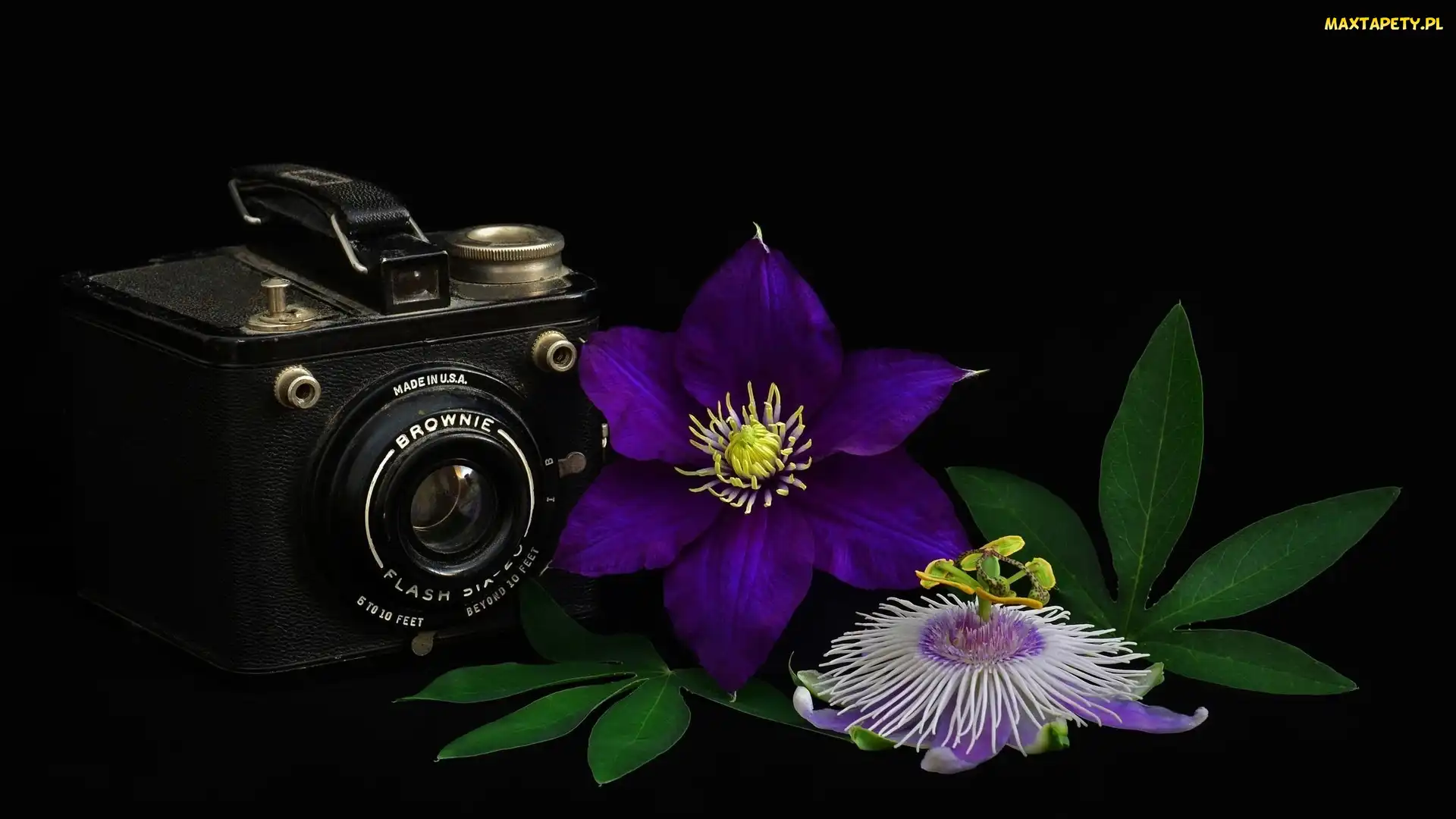 Czarne, Clematis, Brownie, Tło, Kwiaty, Aparat fotograficzny, Fioletowe