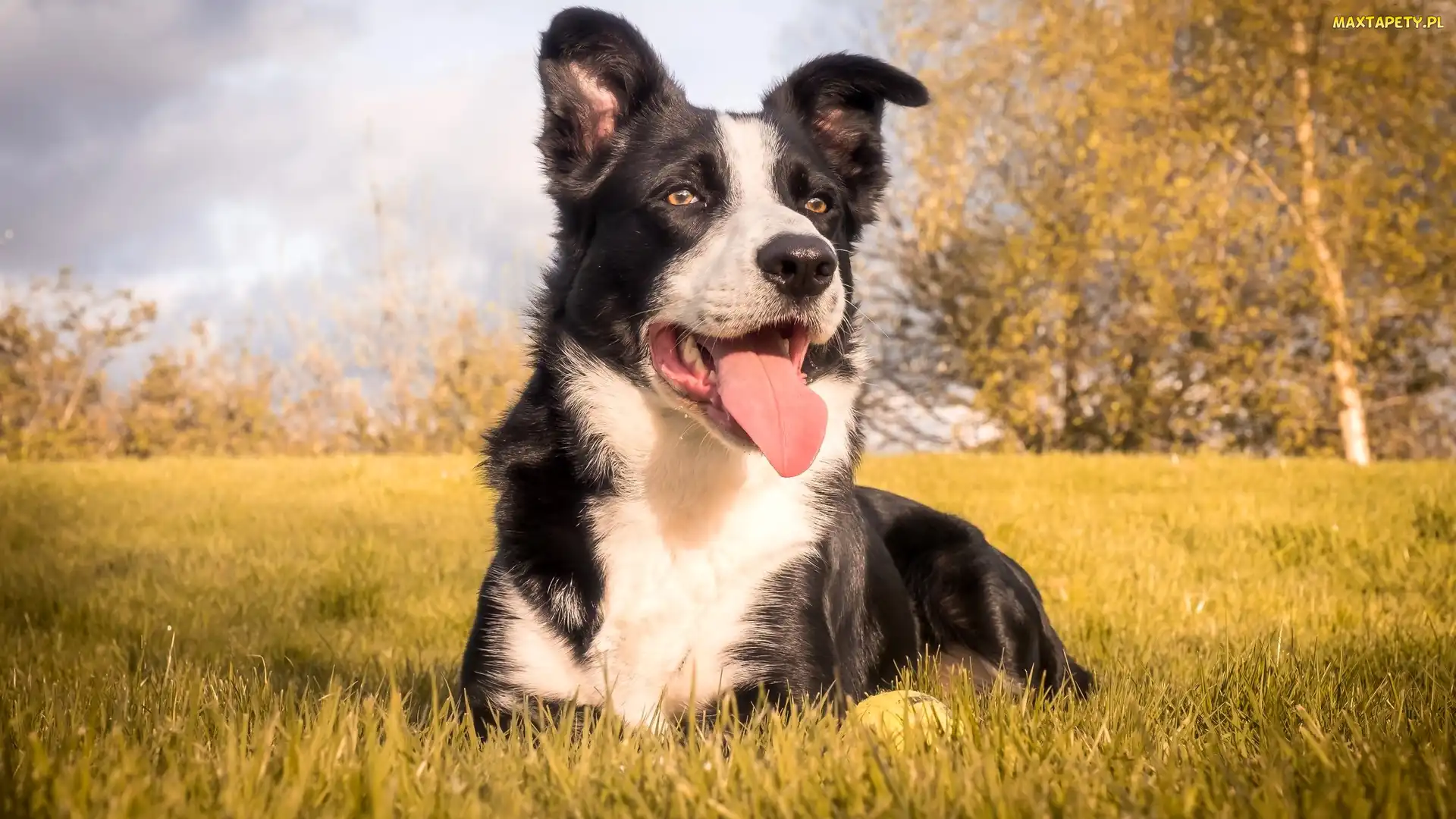 Łąka, Border collie, Pies