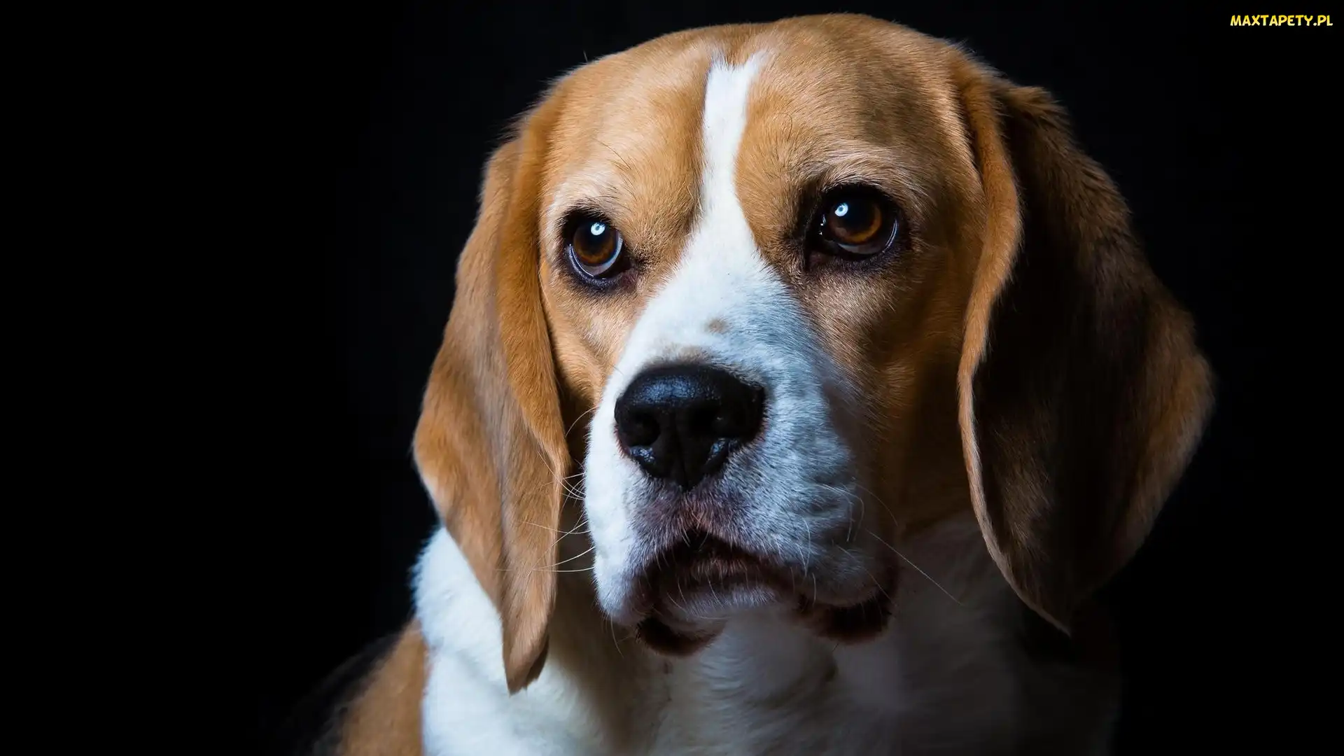 Pies, Beagle, Smutny