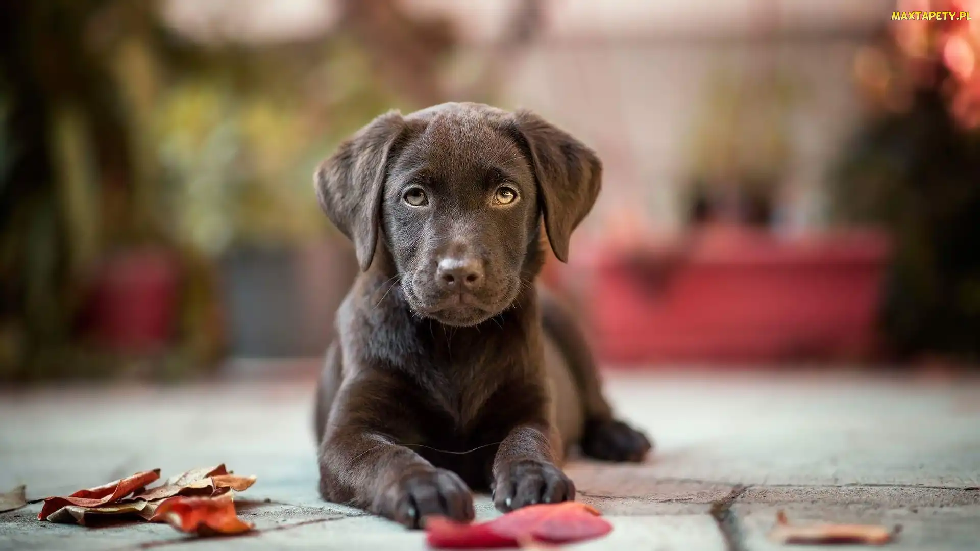 Czekoladowy, Labrador retriever, Tło, Chodnik, Rozmyte, Liście