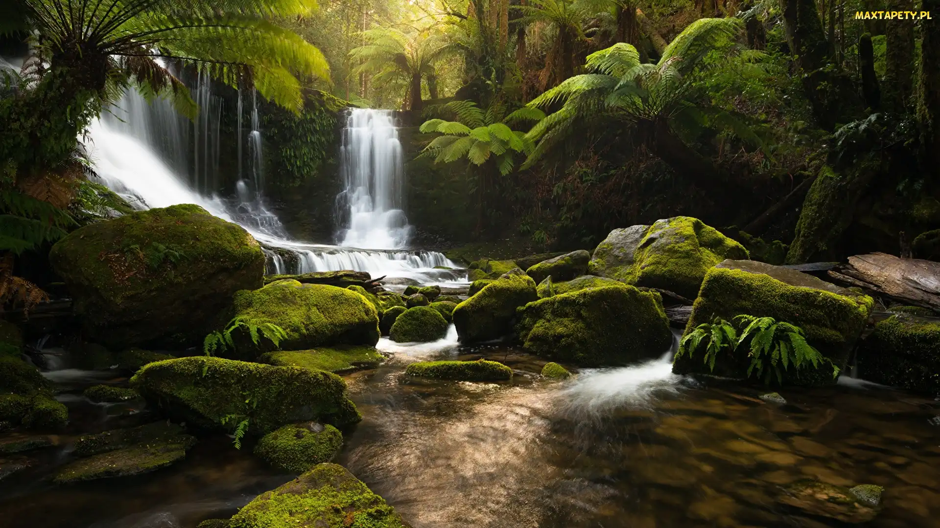 Roślinność, Kamienie, Tasmania, Australia, Park Narodowy Mount Field, Wodospad