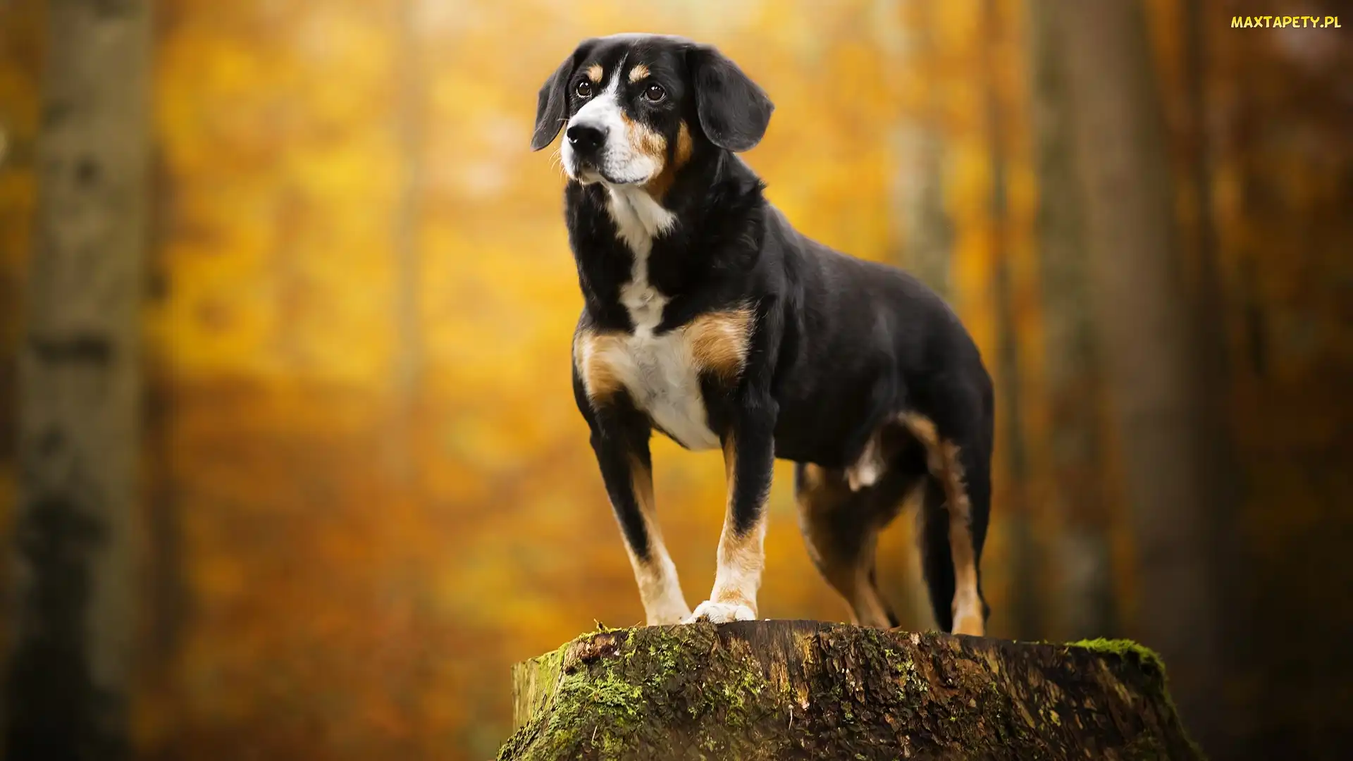 Pień Entlebucher, Postawa, Pies, Entlebucher