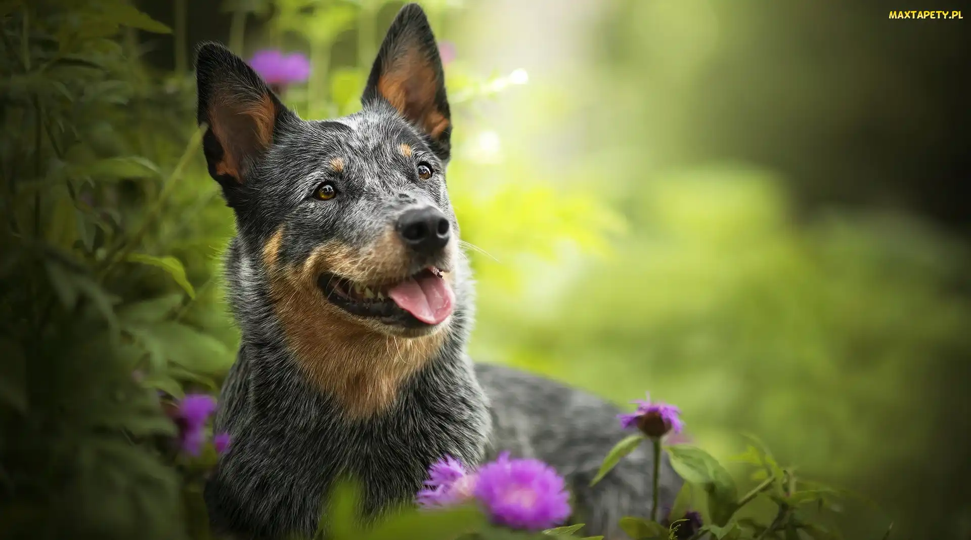 Australian cattle dog, Rośliny, Kwiaty, Mordka, Pies