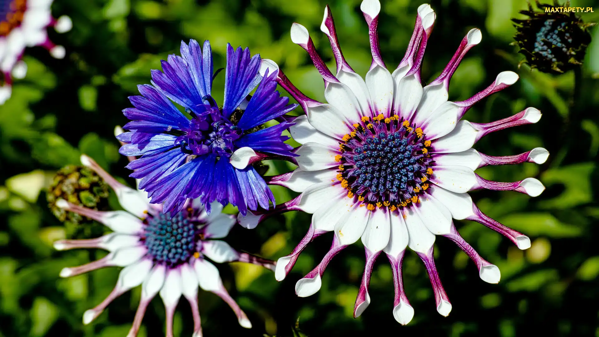 Chaber, Stokrotka afrykańska, Kwiaty, Osteospermum