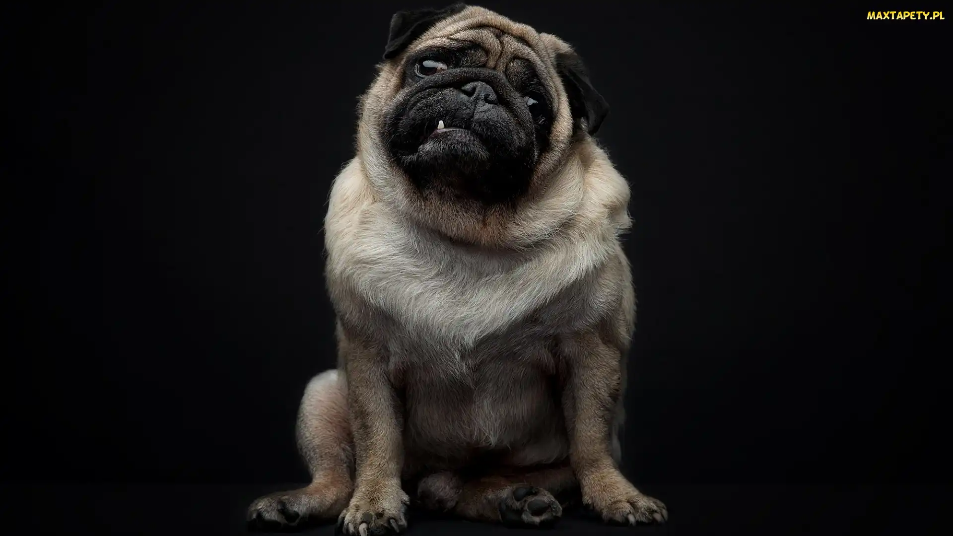 Mops, Ząb
