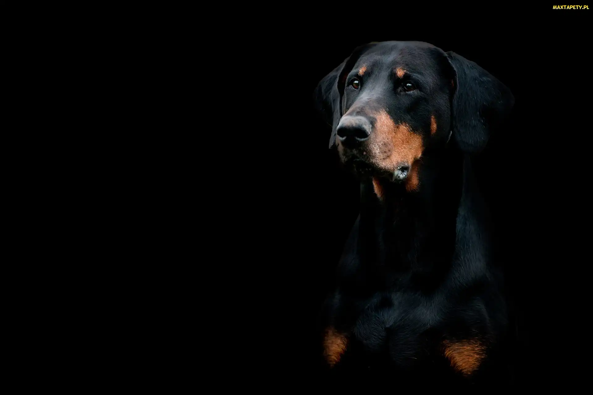 Tło, Czarne, Pies, Doberman