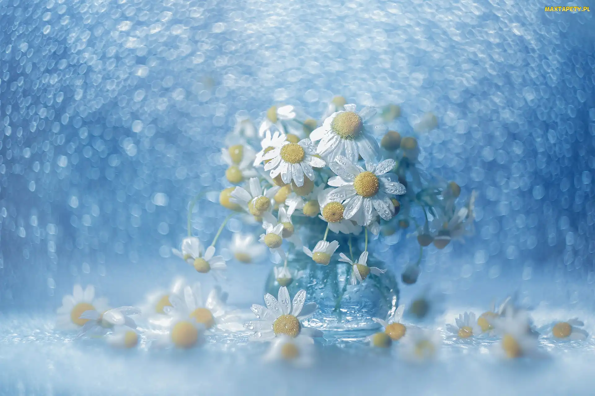 Dekoracja, Bokeh, Białe, Rumianek, Kwiaty, Wazonik