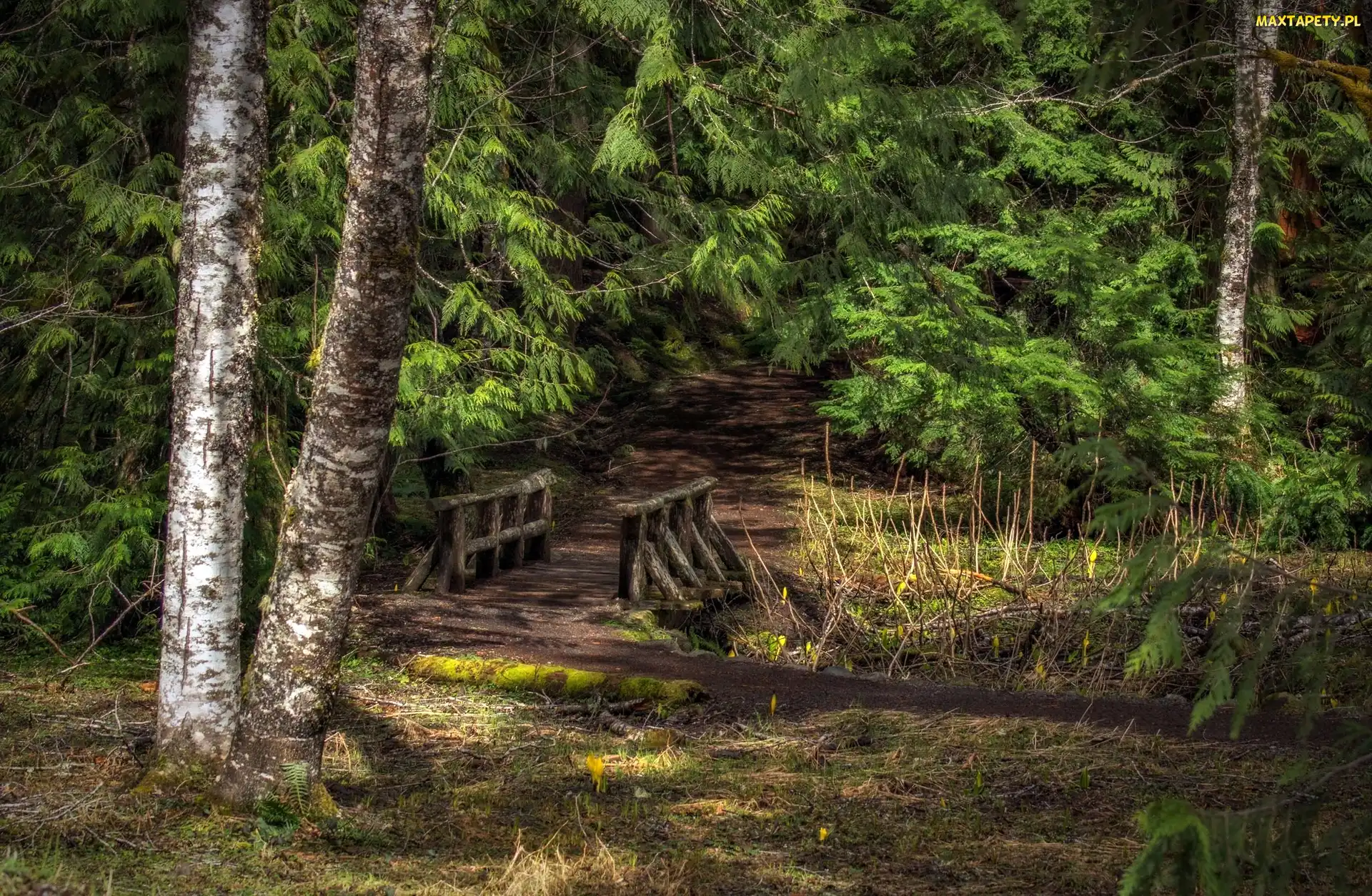 Droga, Kładka, Las