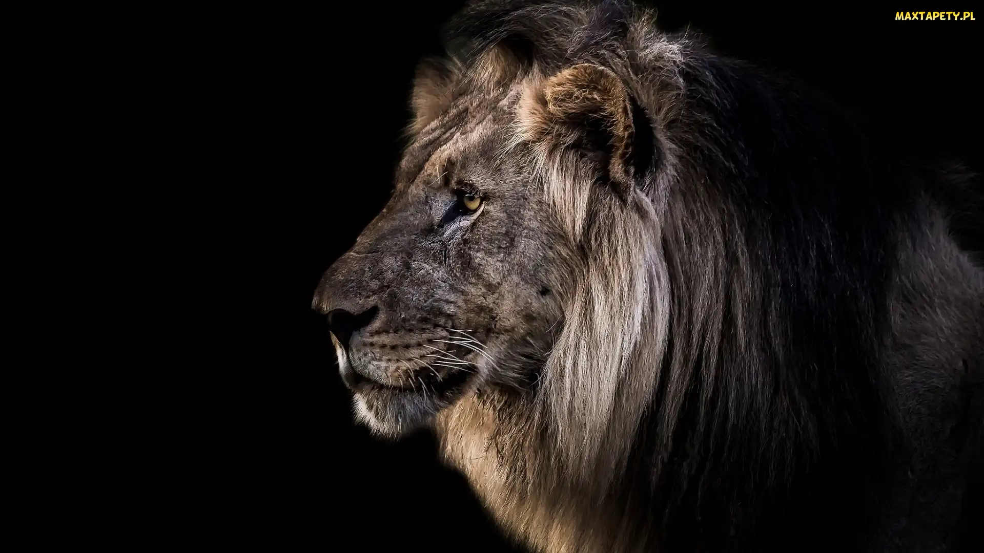 Lew, Profil