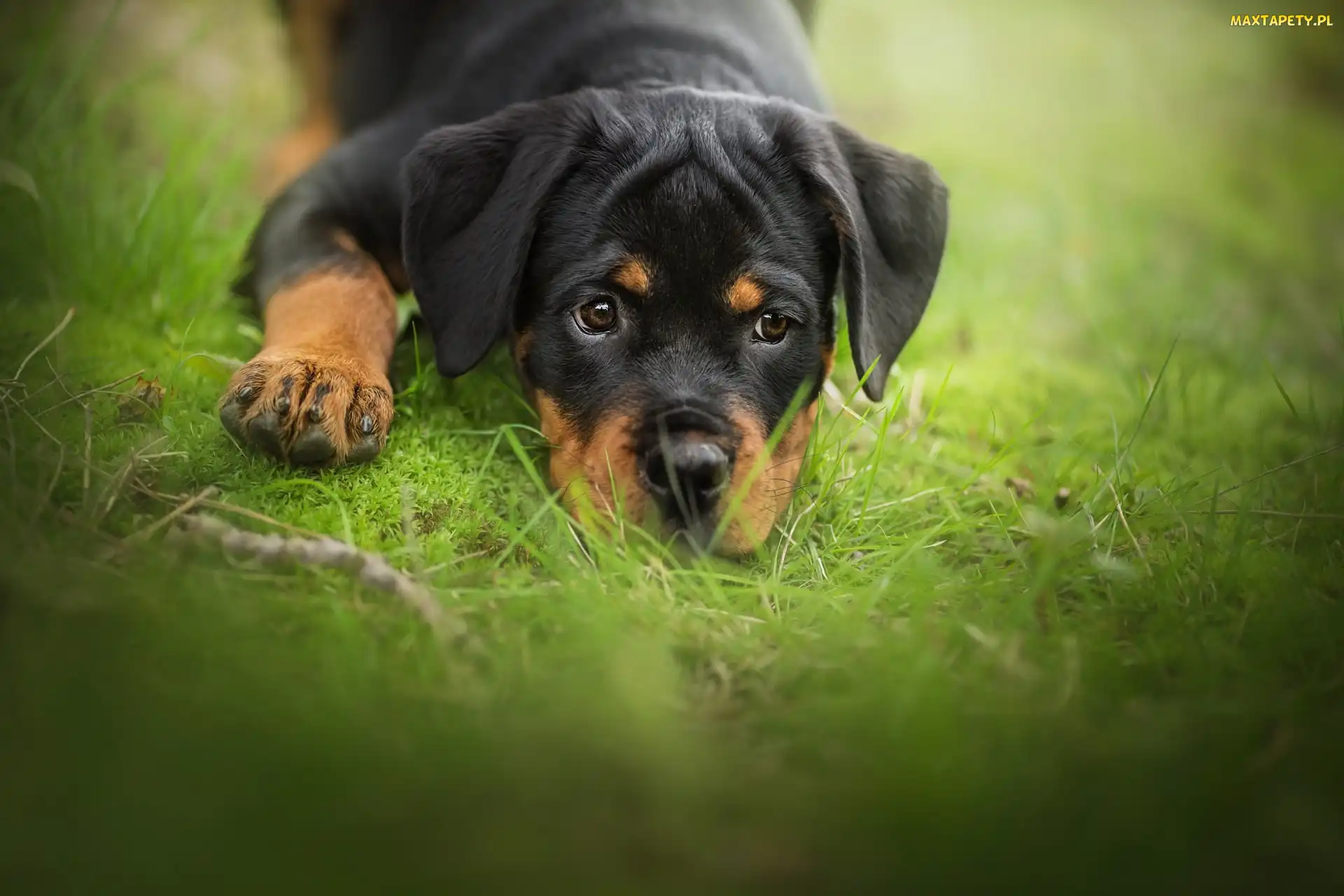 Trawa, Rottweiler, Pies, Szczeniak
