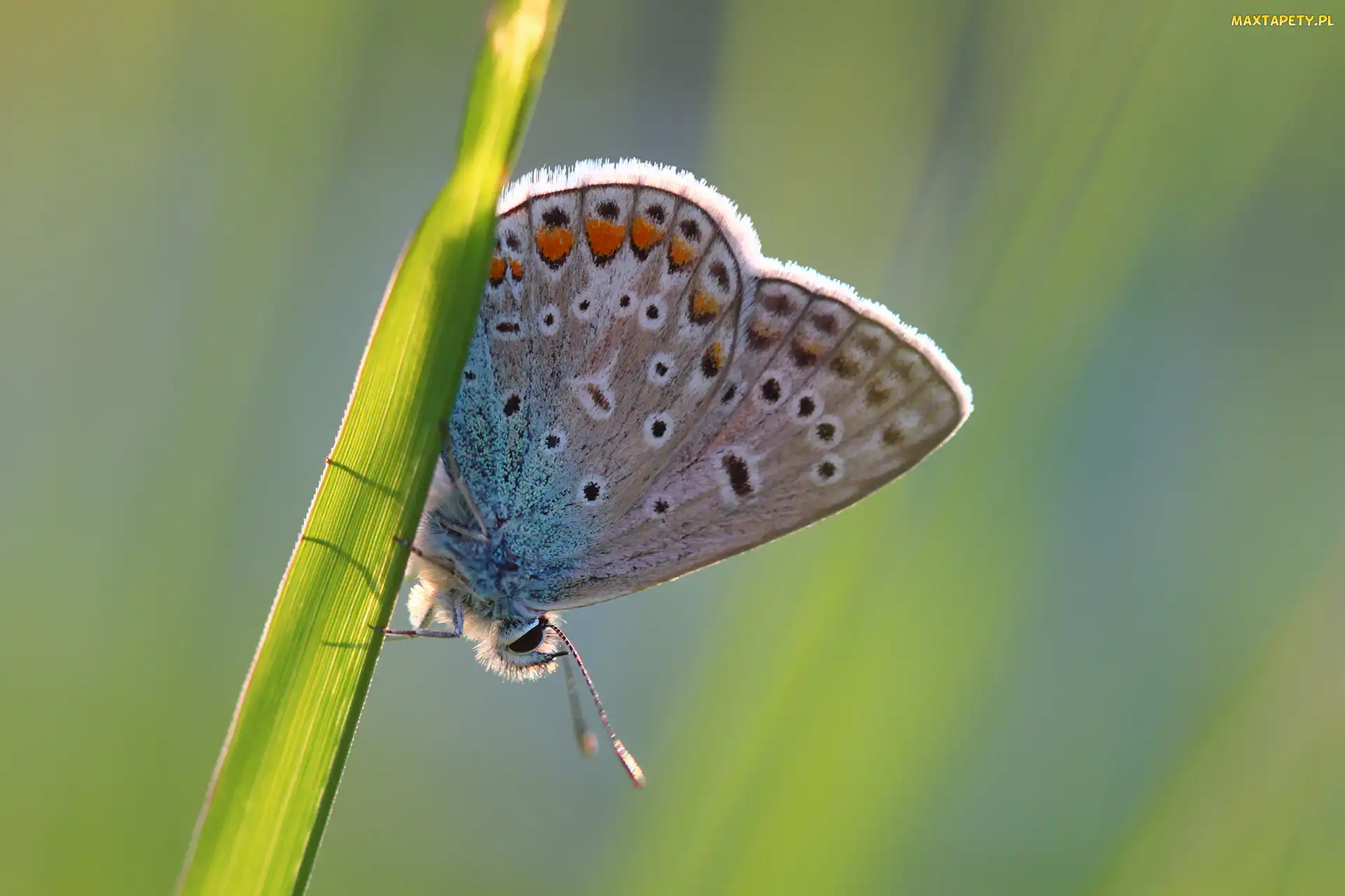 Motyl, Trawa, Źdźbło, Modraszek ikar