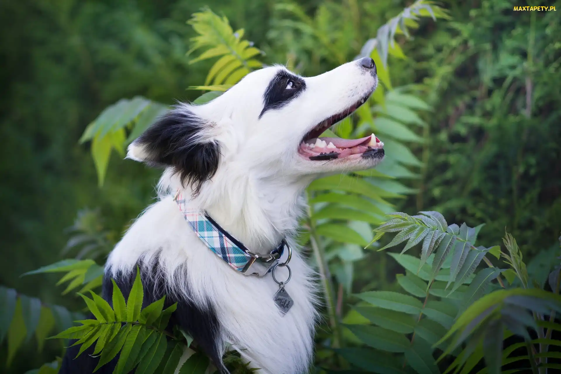 Border collie, Zarośla, Pies