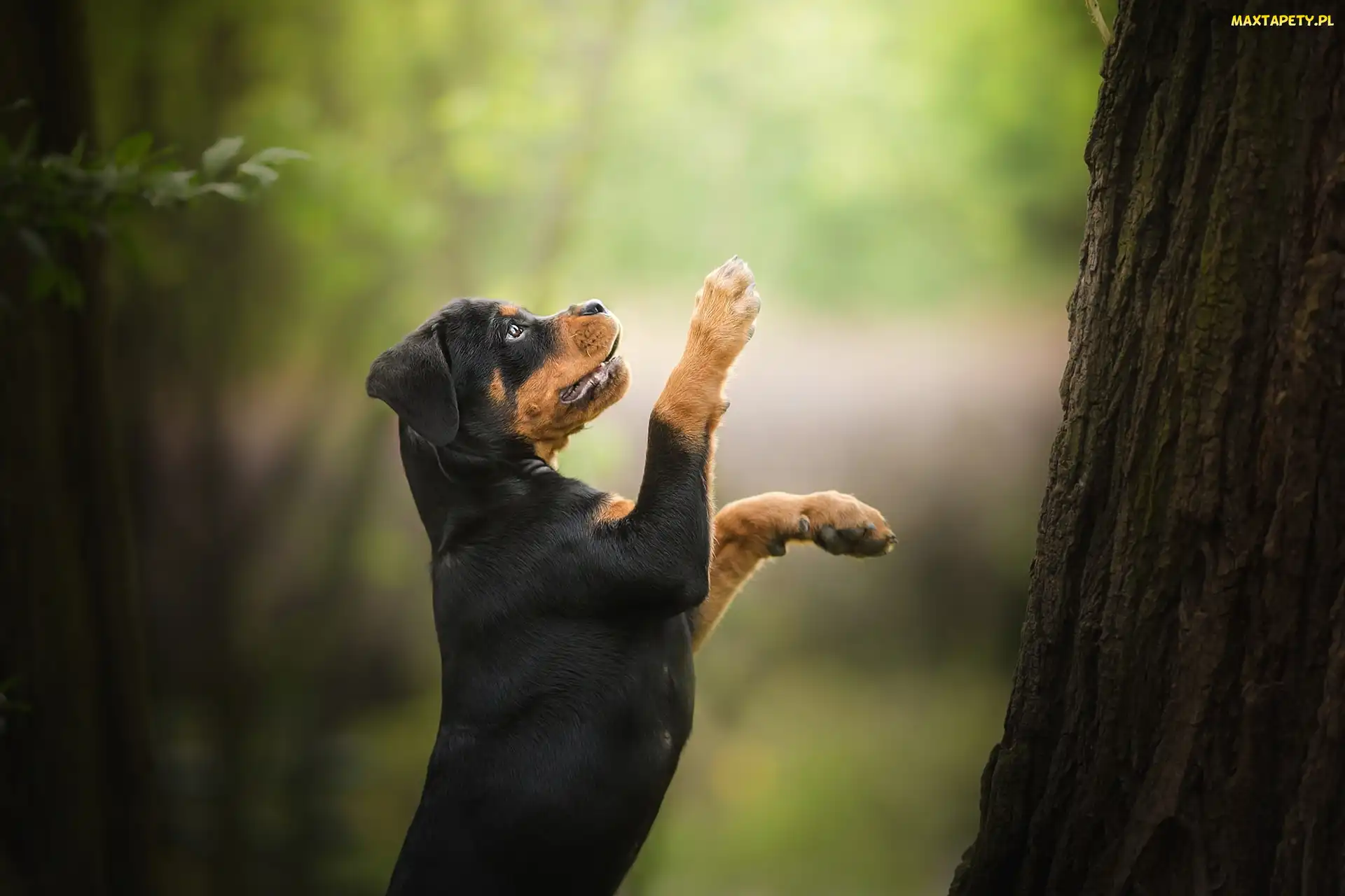 Pies, Drzewo, Rottweiler, Szczeniak