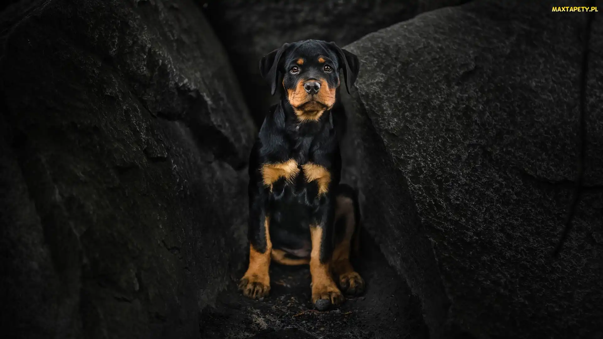 Skały, Rottweiler, Pies, Szczeniak