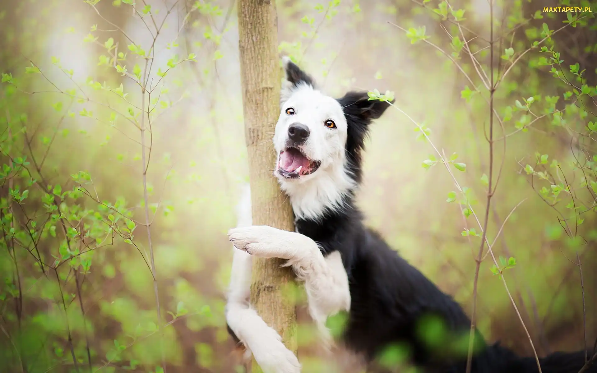 Drzewo, Border collie