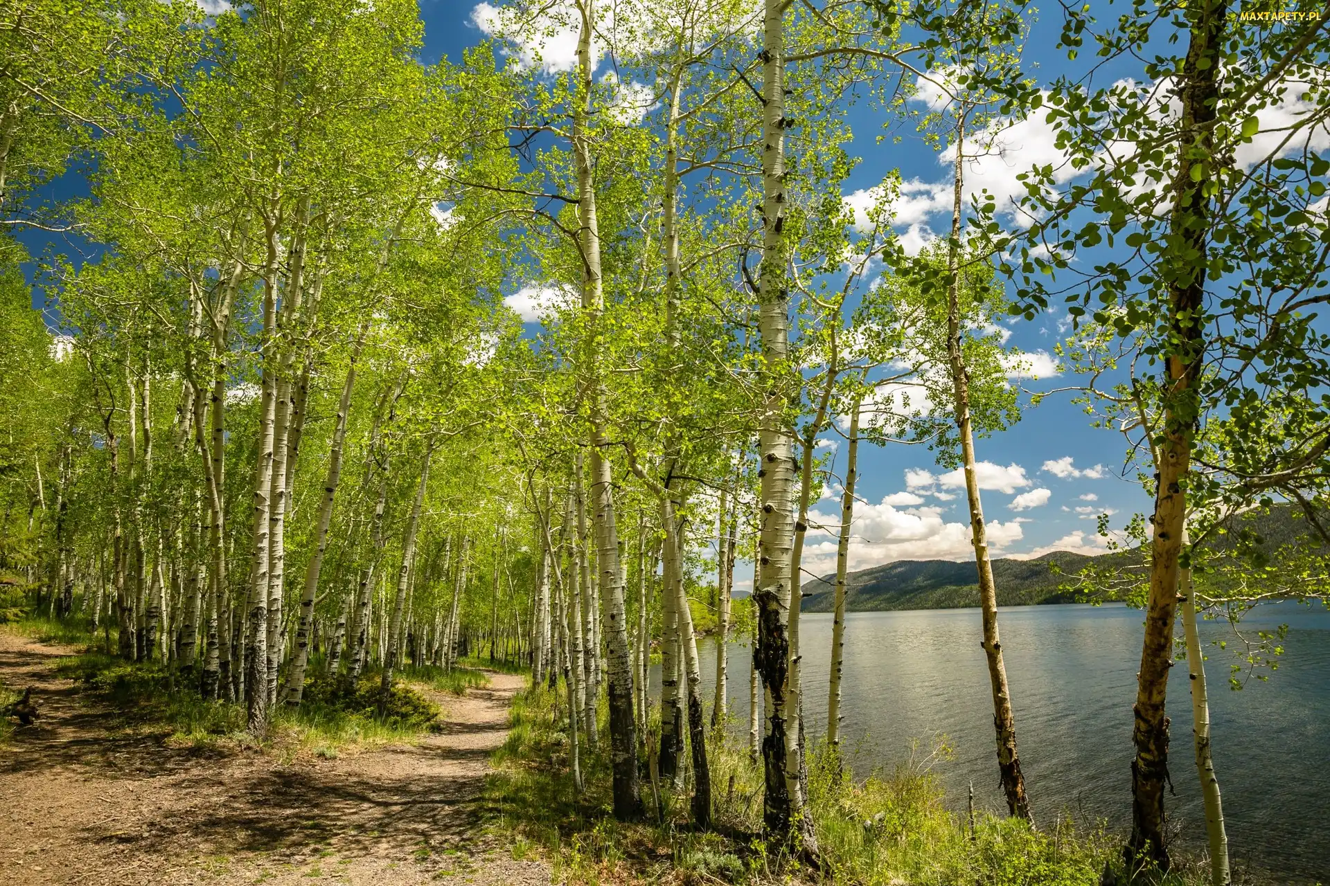 Brzozy, Drzewa, Stan Utah, Stany Zjednoczone, Jezioro Fish Lake, Wiosna
