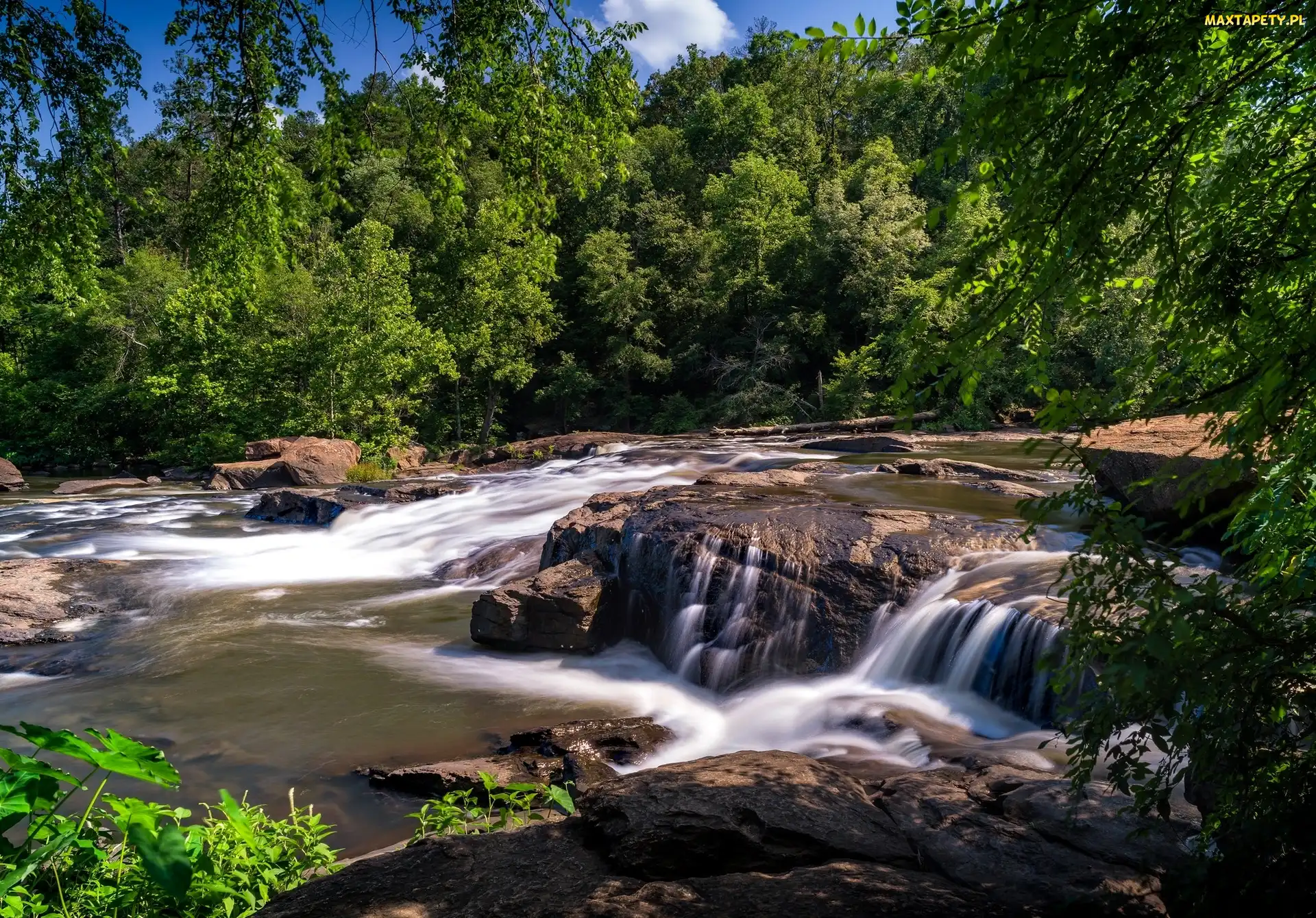 Kamienie, Rzeka, Stan Georgia, Stany Zjednoczone, High Falls State Park, Drzewa