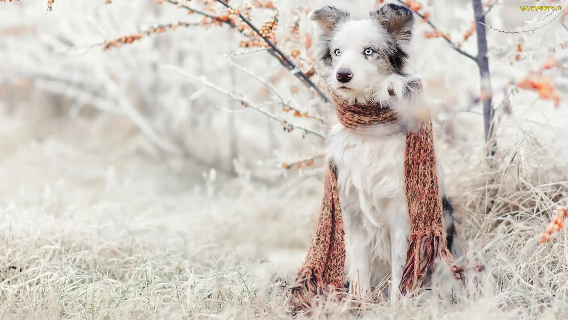 Pies, Border collie, Rośliny, Szadź, Trawa, Szalik