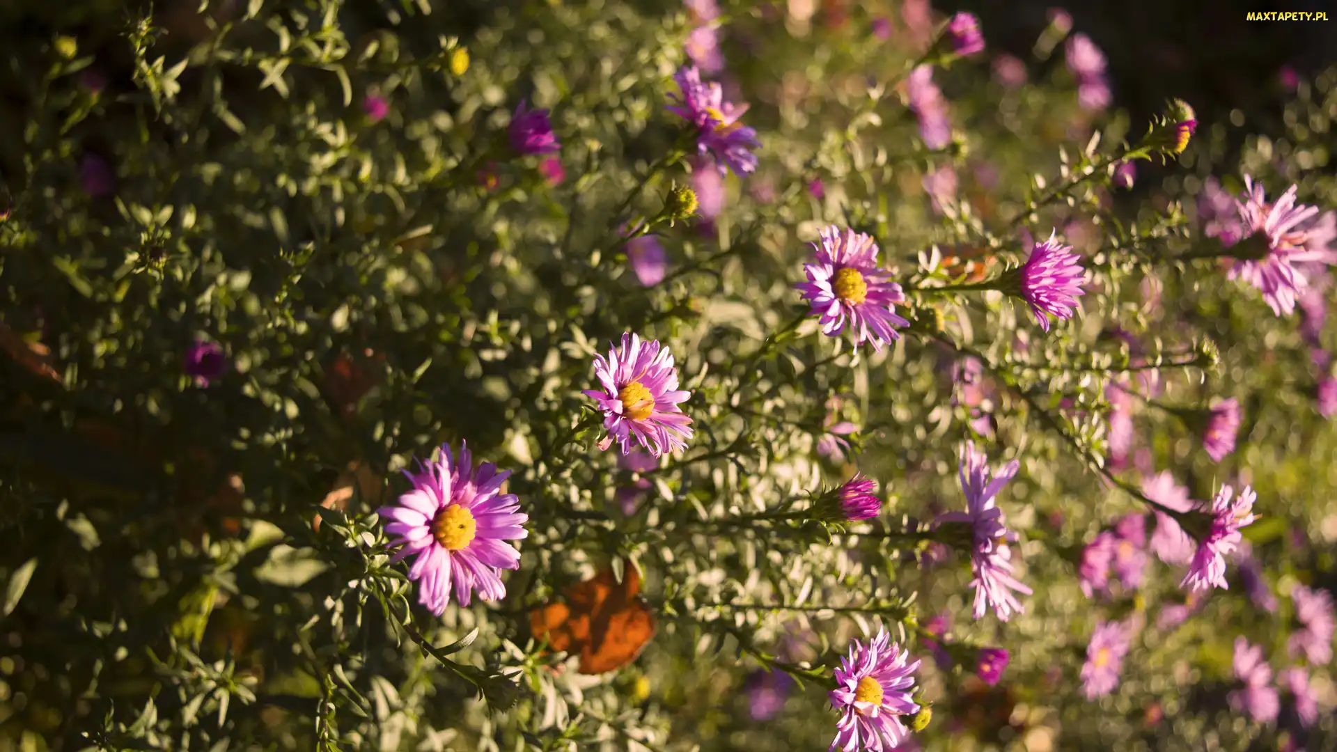 Bokeh, Marcinki, Różowe, Astry