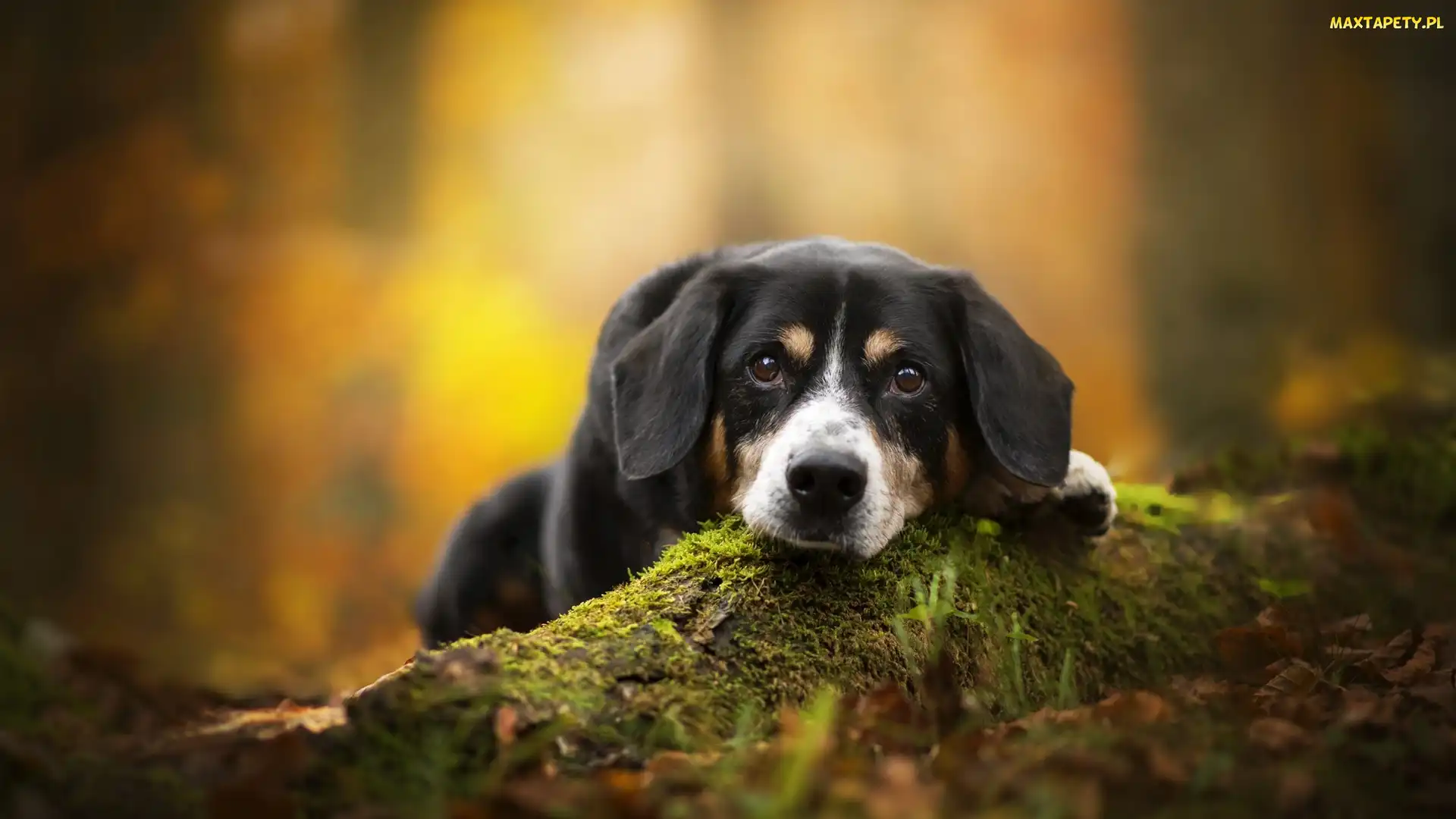 Pies, Mech, Mordka, Ściółka, Entlebucher