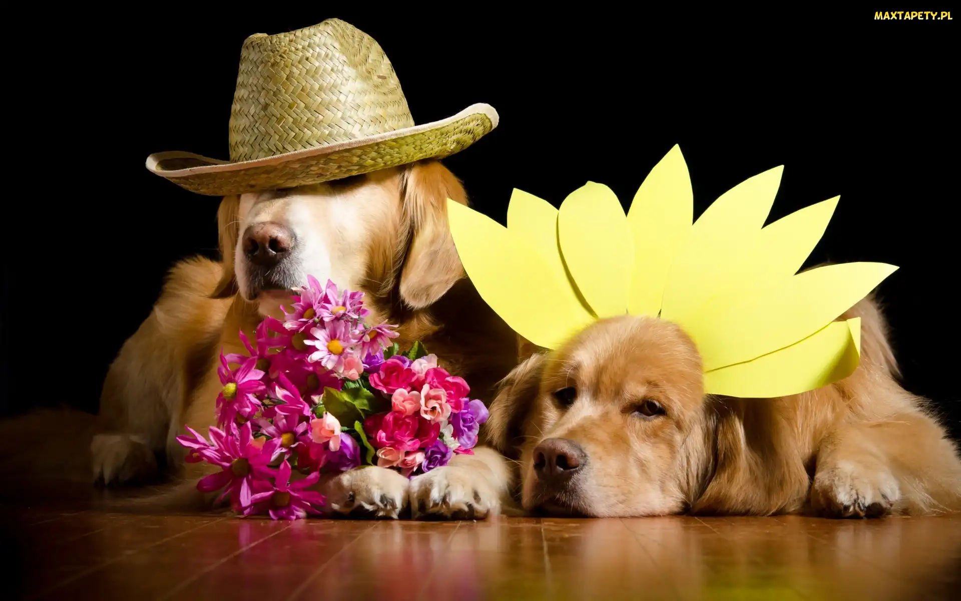 Psy, Kwiaty, Golden Retriever