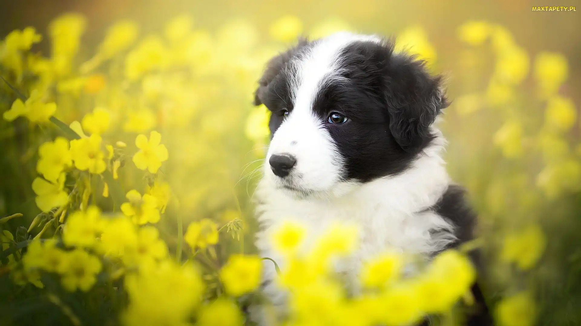 Border collie, Kwiaty, Żółte, Łąka, Szczeniak