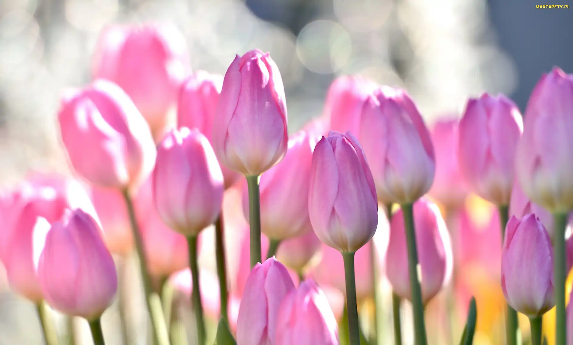 Tulipany, Rozmycie, Różowe
