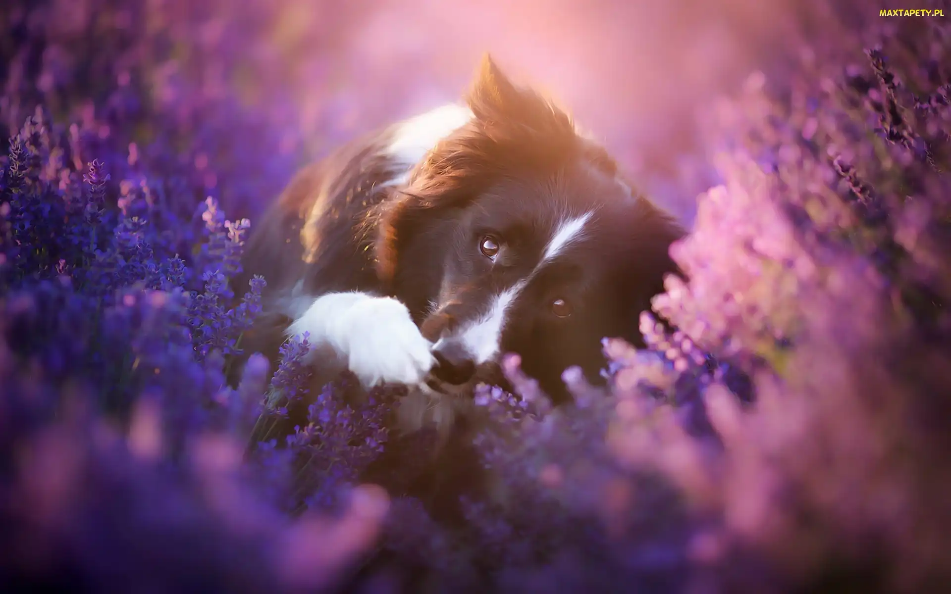 Wrzos, Border collie, Pies, Kwiaty