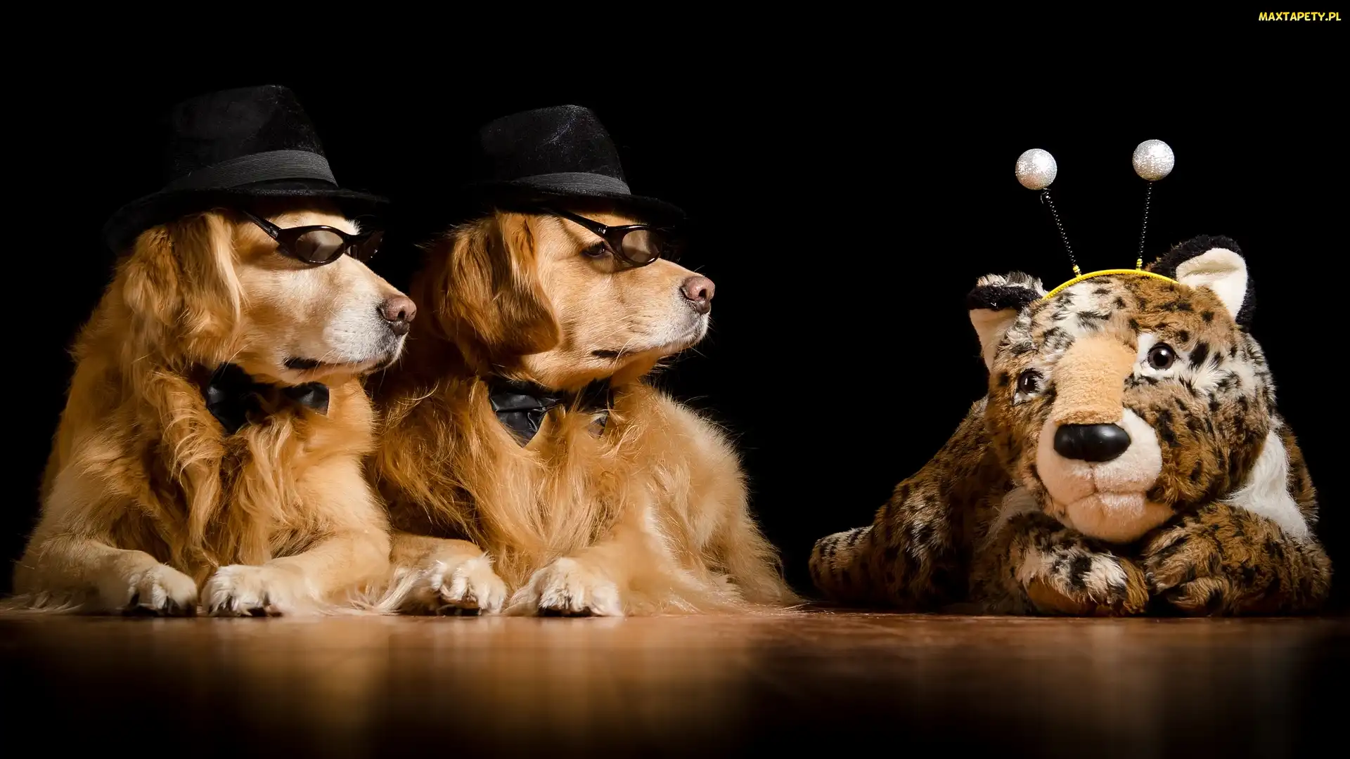 Maskotka, Golden retriever, Dwa, Psy
