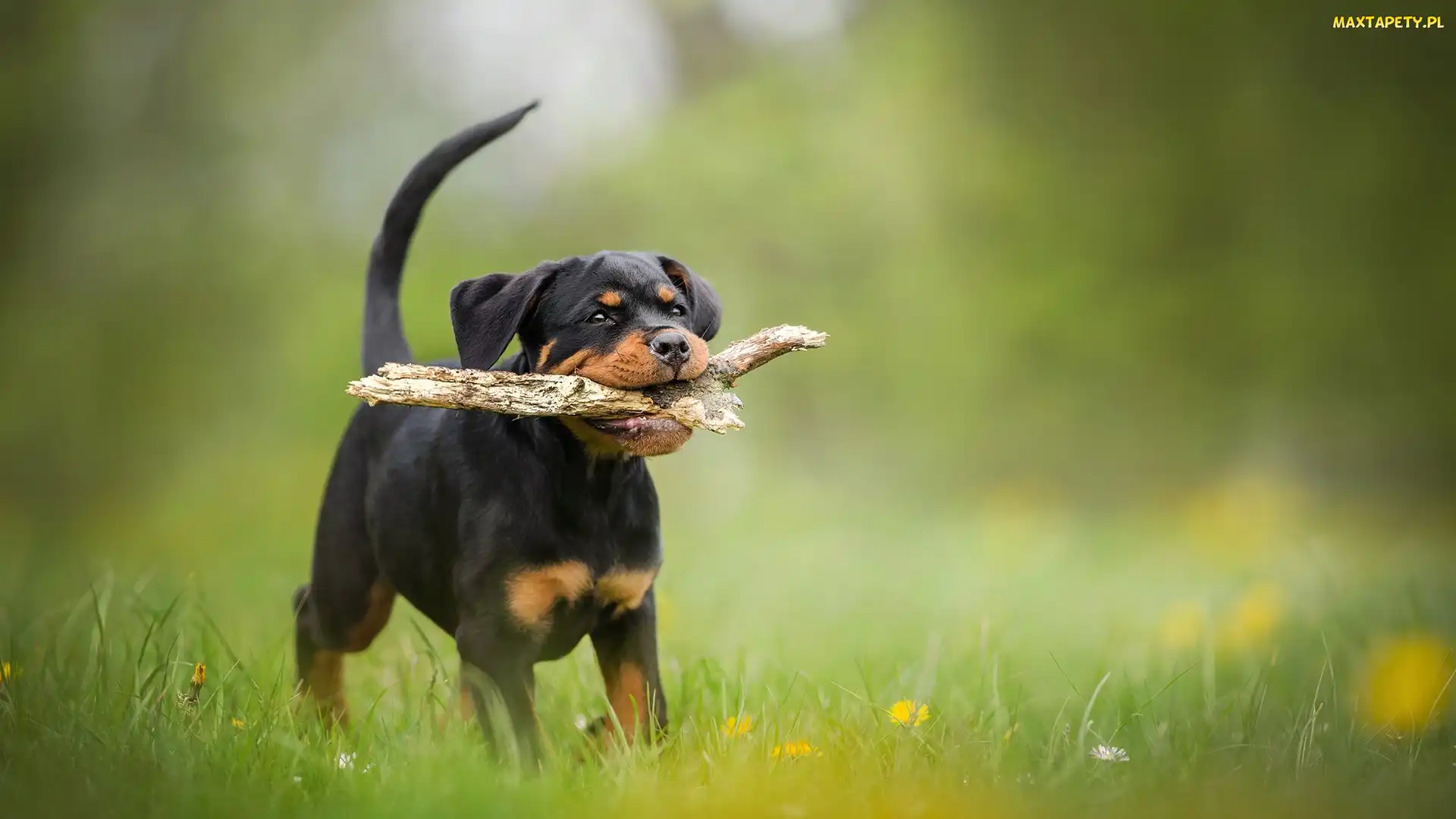 Trawa, Łąka, Szczeniak, Kwiatki, Patyk, Pies, Rottweiler