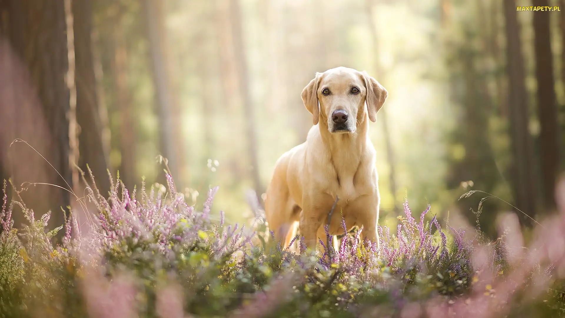 Pies, Wrzosy, Labrador retriever