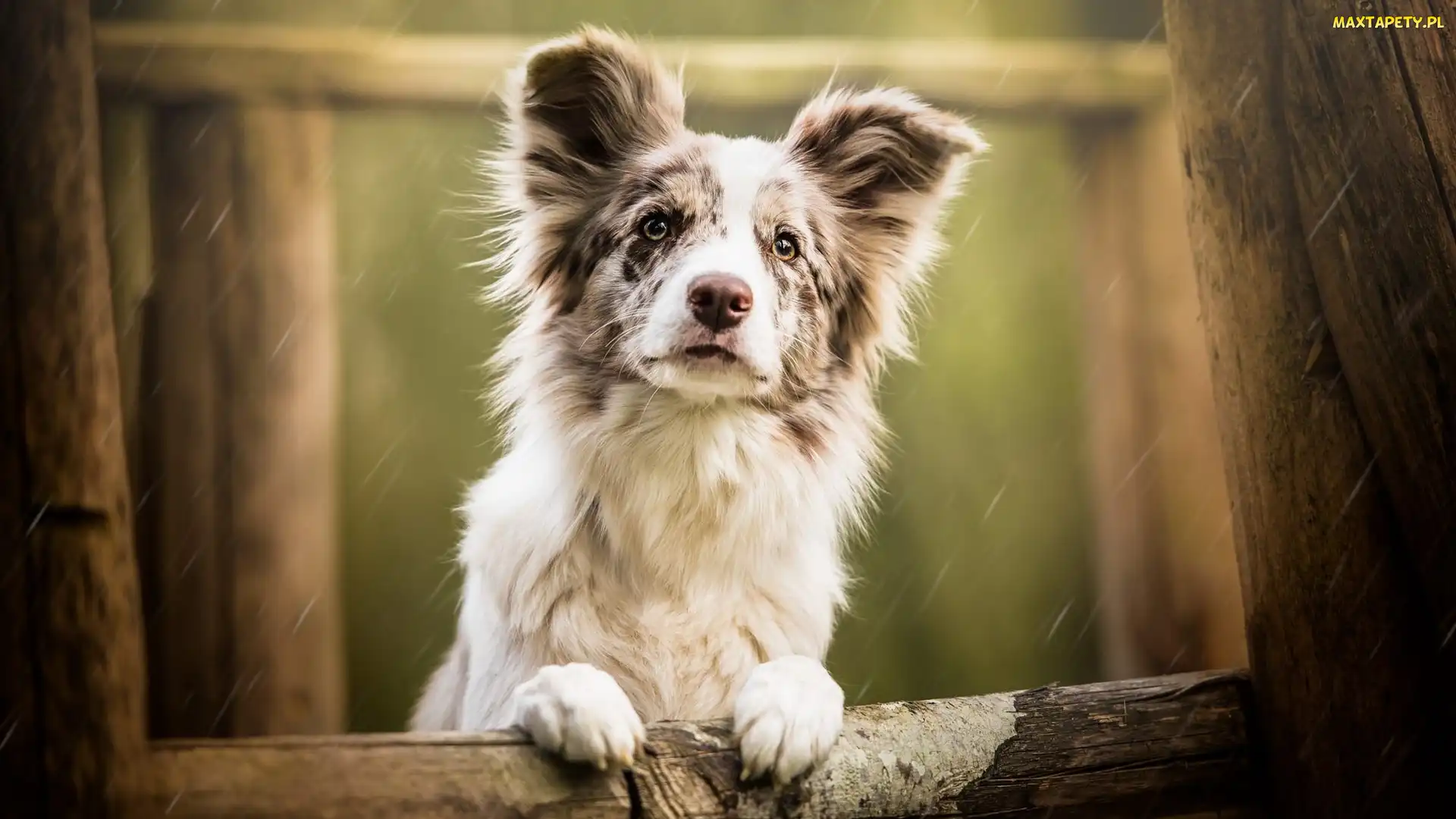 Border collie, Deszcz, Płot, Mordka, Pies