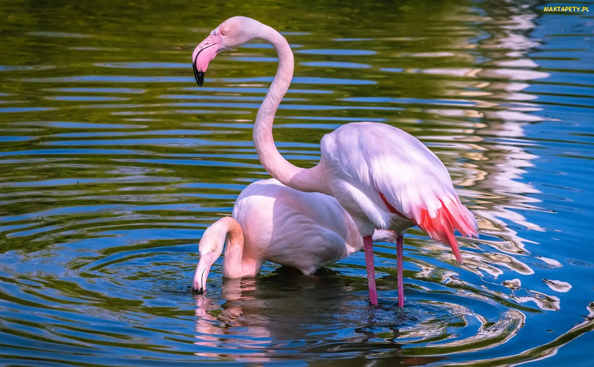 Flamingi, Woda, Dwa