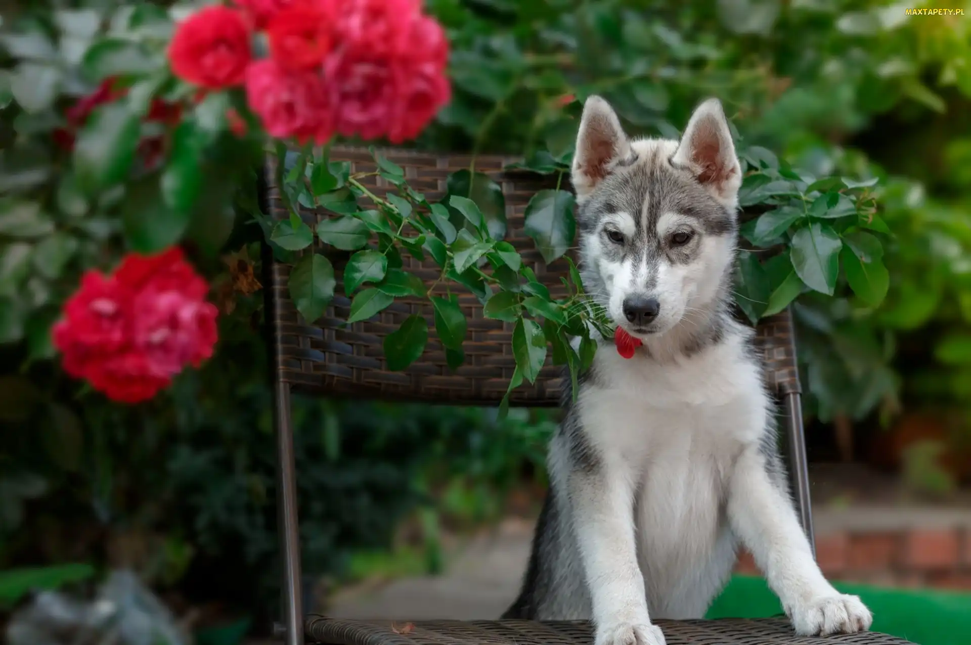 Siberian husky, Krzesło, Pies