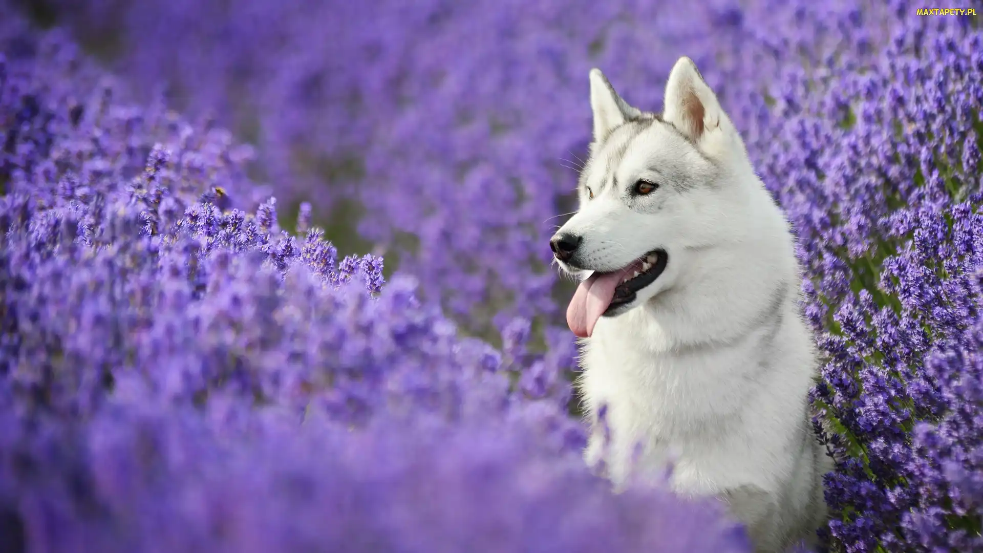 Lawenda, Siberian Husky