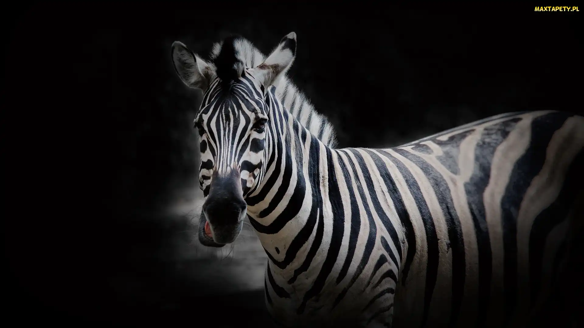 Zebra, Tło, Czarne, Głowa