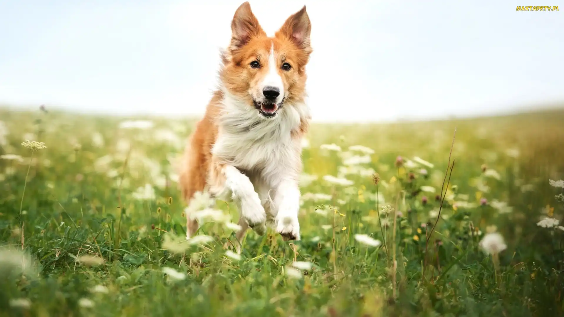 Łąka, Border collie, Rudy, Pies
