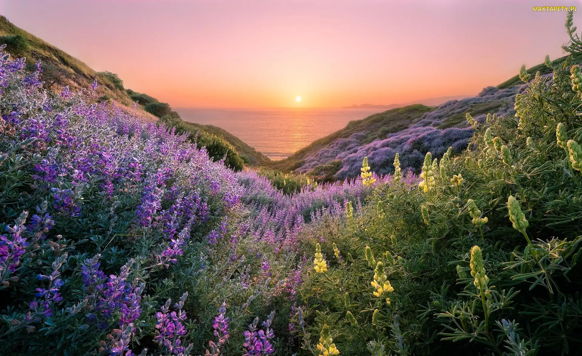 San Francisco, Kwiaty, Stan Kalifornia, Stany Zjednoczone, Wzgórza, Zachód słońca, Łubin, Morze, Szlak Coastal Trail