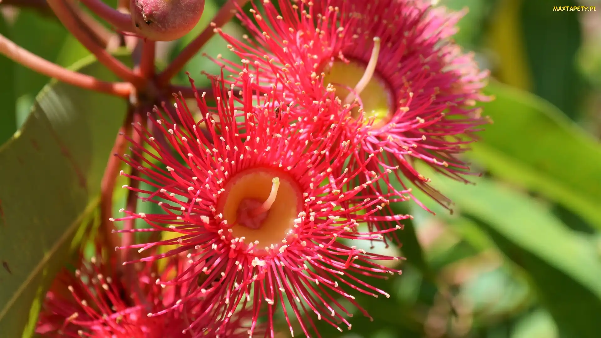 Drzewo, Corymbia Ficifolia, Kwiat