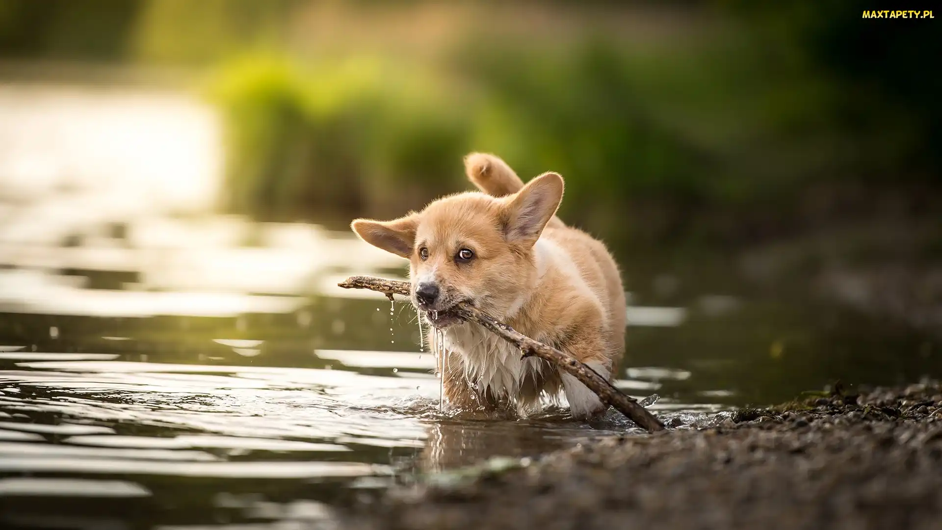 Szczeniak, Patyk, Woda, Welsh corgi pembroke, Pies