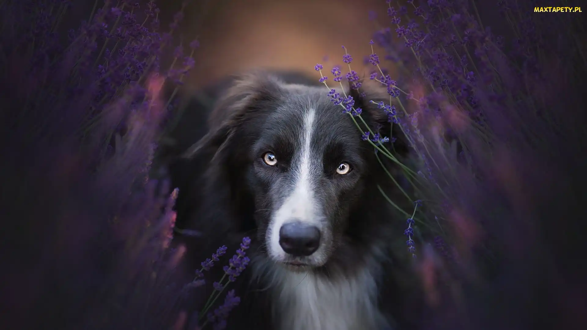 Lawenda, Mordka, Pies, Border collie